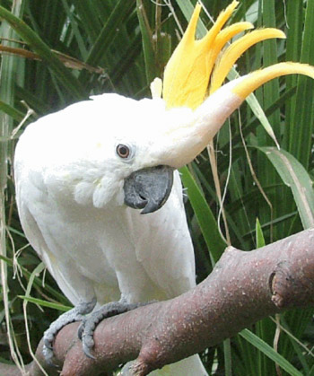 http://www.produtosaguia.com.br/img/cacatua.jpg